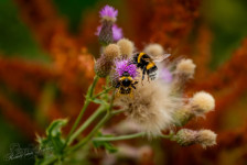 Gewone koekoekshommel & Aardhommelgroep
