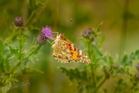 Distelvlinder (Vanessa cardui)