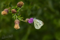 Klein geaderd witje (Pieris napi)