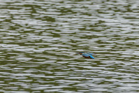 IJsvogel (Alcedo atthis)