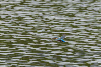 IJsvogel (Alcedo atthis)