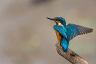 IJsvogel (Alcedo atthis)