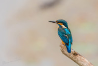 IJsvogel (Alcedo atthis)