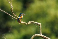 IJsvogel (Alcedo atthis)