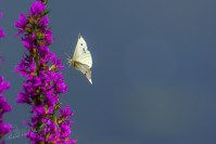 Klein koolwitje (Pieris rapae)