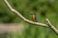 IJsvogel (Alcedo atthis)