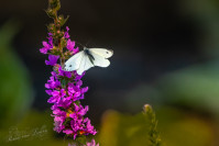 Klein geaderd witje (Pieris napi)