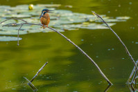 IJsvogel, Kingfisher (Alcedo atthis)