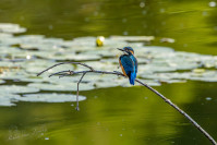 IJsvogel, Kingfisher (Alcedo atthis)