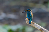 IJsvogel, Kingfisher (Alcedo atthis)