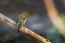 Roodborst