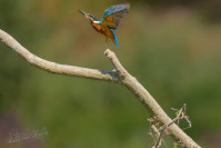 IJsvogel, Kingfisher (Alcedo atthis)