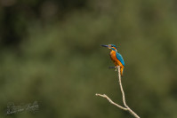 IJsvogel, Kingfisher (Alcedo atthis)