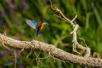IJsvogel, Kingfisher (Alcedo atthis)