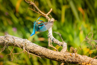 IJsvogel, Kingfisher (Alcedo atthis)