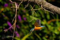 IJsvogel, Kingfisher (Alcedo atthis)