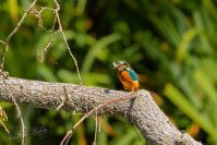 IJsvogel, Kingfisher (Alcedo atthis)