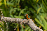 IJsvogel, Kingfisher (Alcedo atthis)