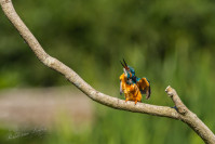 IJsvogel, Kingfisher (Alcedo atthis)