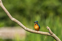 IJsvogel, Kingfisher (Alcedo atthis)