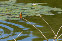 IJsvogel, Kingfisher (Alcedo atthis)