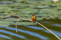IJsvogel, Kingfisher (Alcedo atthis)
