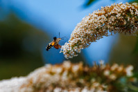 Kolibrievlinder (Macroglossum stellatarum)