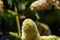 Kolibrievlinder (Macroglossum stellatarum)