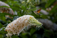 Kolibrievlinder (Macroglossum stellatarum)
