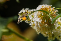 Kolibrievlinder (Macroglossum stellatarum)