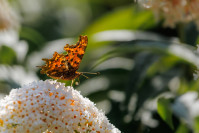 Gehakkelde aurelia (Polygonia c-album)