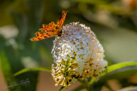 Gehakkelde aurelia (Polygonia c-album)