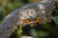 Kolibrievlinder (Macroglossum stellatarum)