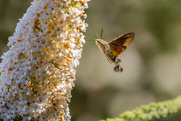 Kolibrievlinder (Macroglossum stellatarum)
