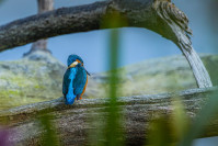 IJsvogel, Kingfisher (Alcedo atthis)
