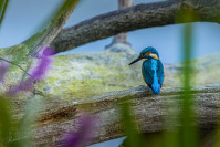 IJsvogel, Kingfisher (Alcedo atthis)