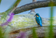 IJsvogel, Kingfisher (Alcedo atthis)