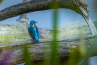 IJsvogel, Kingfisher (Alcedo atthis)