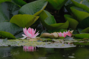 Roze waterlelie