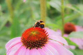 Rode zonnehoed met Aardhommelgroep