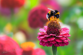 Zinnia met Aardhommelgroep