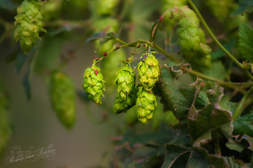 Hop