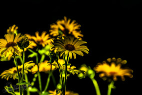 Hartbladzonnebloem