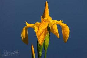 Grote teunisbloem