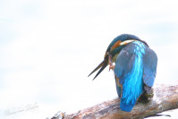 IJsvogel