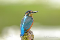 IJsvogel