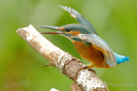 IJsvogel