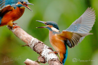 IJsvogel