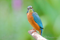 IJsvogel