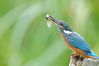IJsvogel